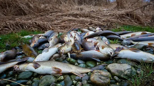 Vergiftete Fische